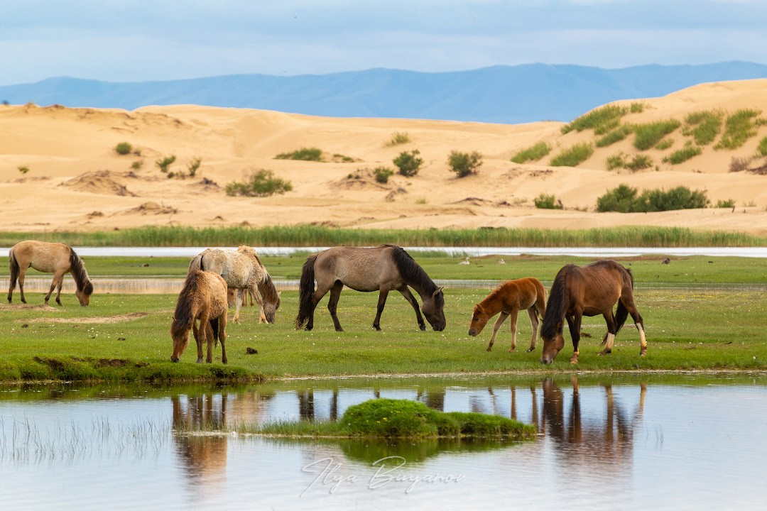 Монголия. Илья Буянов, гид по Байкалу, фотограф — baikalsky.com