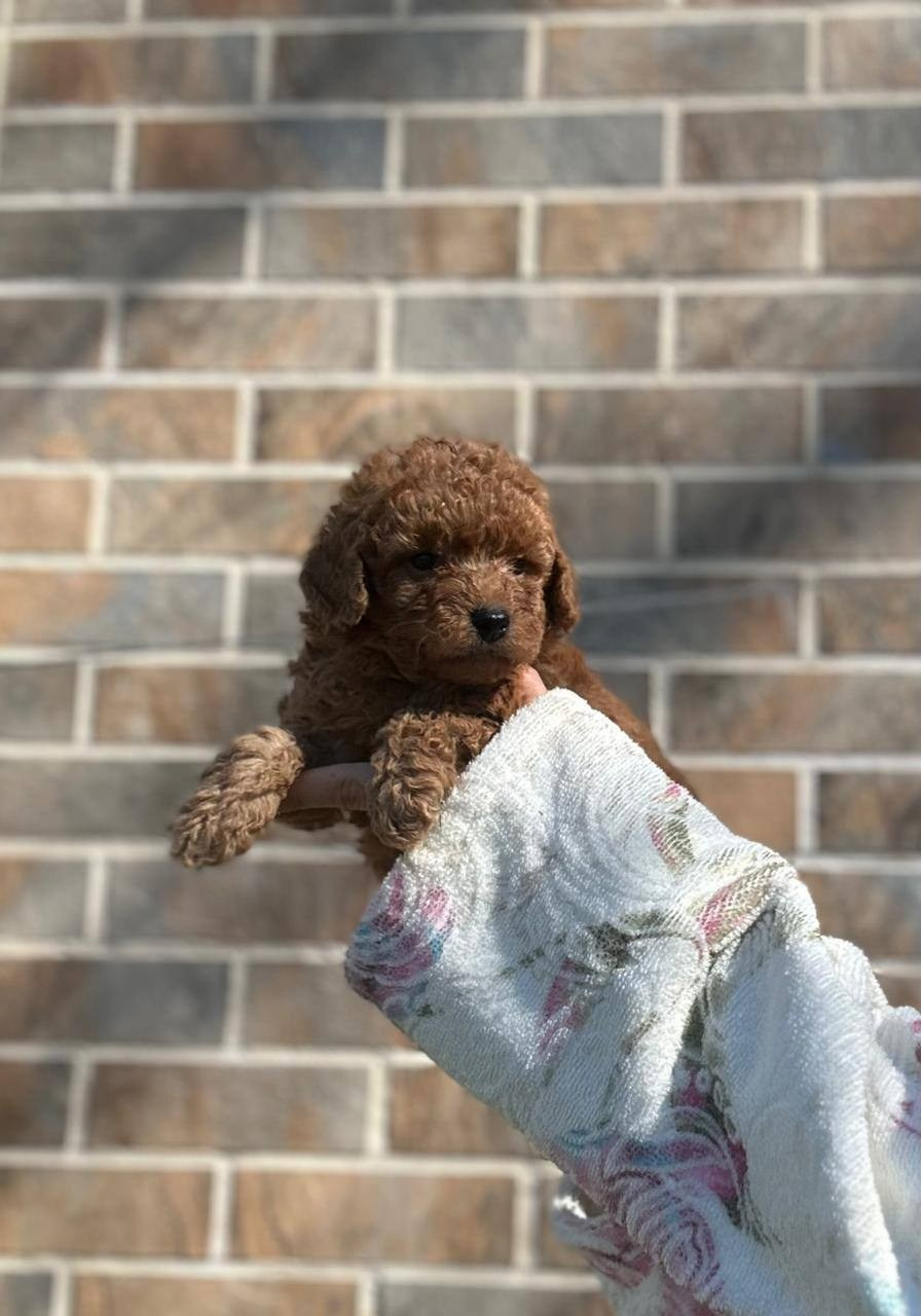 Щенки. Заводчик Labradoodle в Санкт-Петербурге — Костылева Ульяна