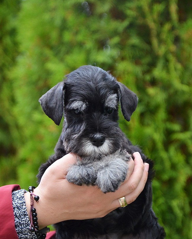 Питомник Делинсо Бэлэнс, щенки цвергшнауцера, купить щенка цвергшнауцера, питомник цвергшнауцеров, кобель цвергшнауцера для вязки, щенок цвергшнауцера, питомник цвергшнауцеров, черный с серебром, цверг, лучший питомник в беларуси, питомник цвергшнауцеров минск