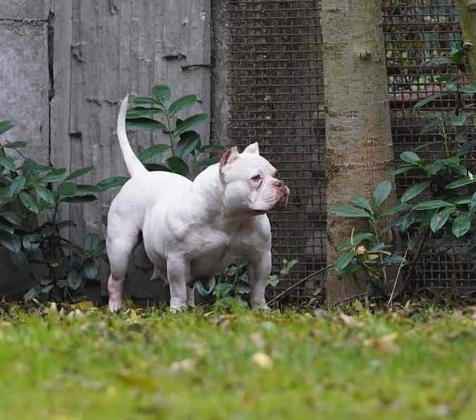 Армения - купить щенка американский булли стандарт 