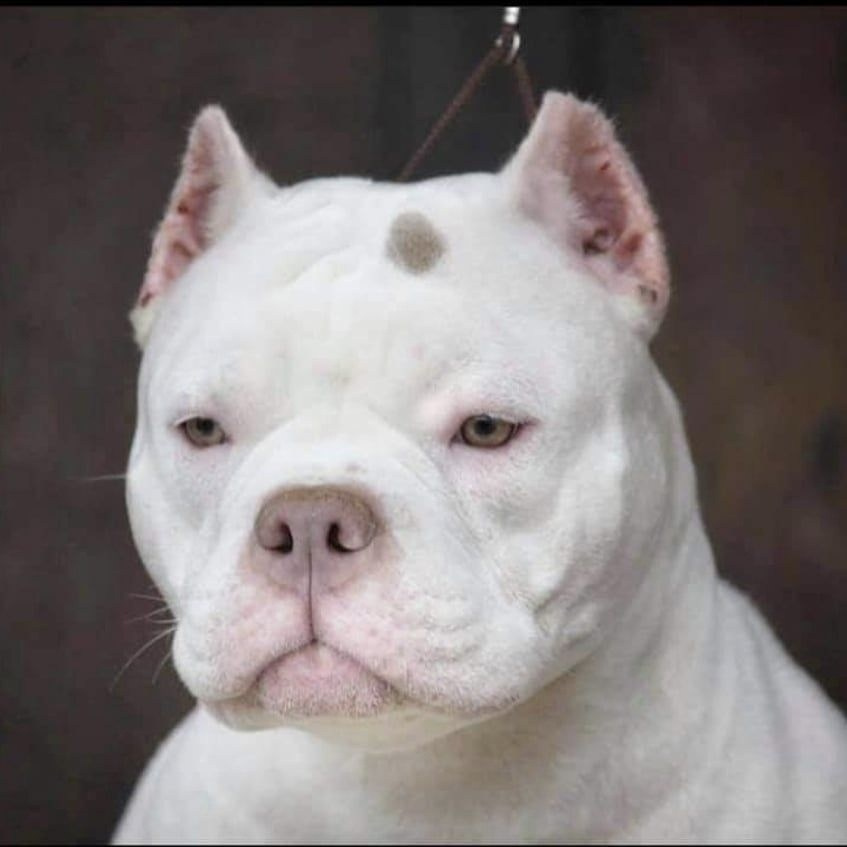 American Bully в белом окрасе