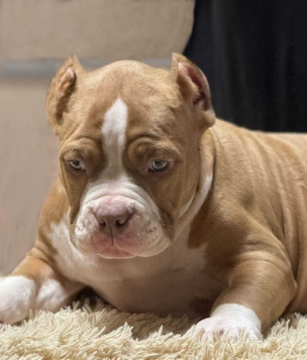 продажа щенков American Bully в ДНР