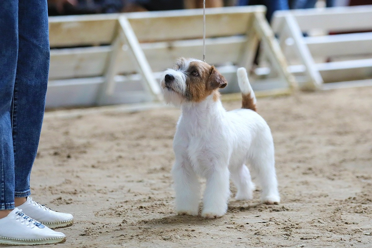 Щенки джек рассел терьера, питомник РКФ, питомник джек рассел терьеров, питомник Порт Фортис, kennel PORT FORTIS