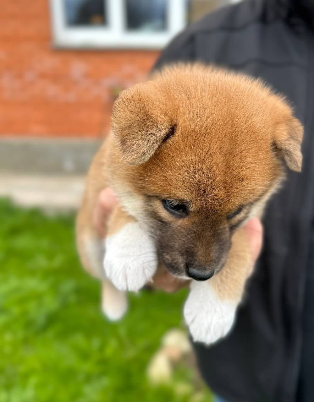 Сиба Rubylight Fumiko питомник Рубилайт