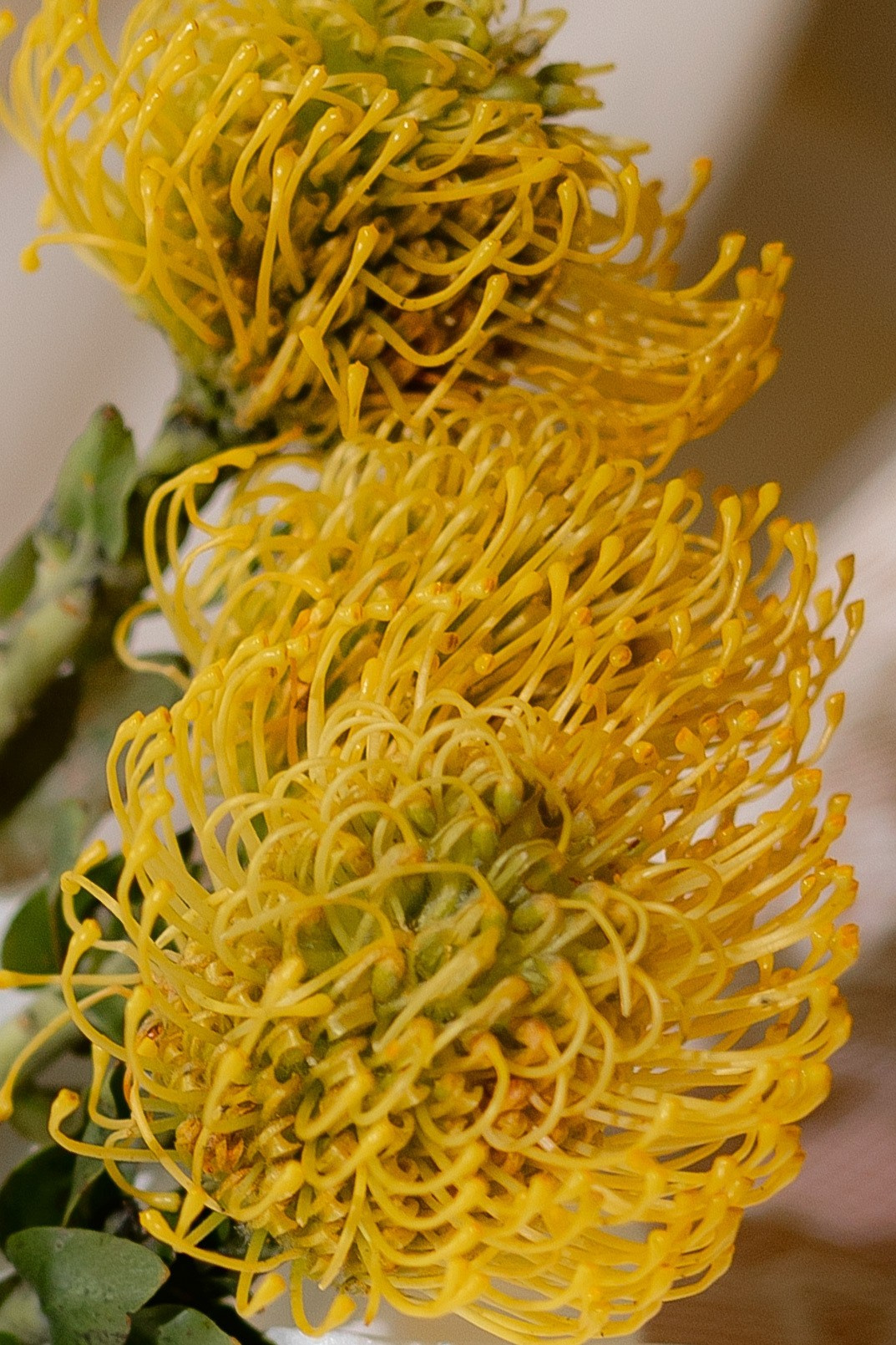 Данил & Диана