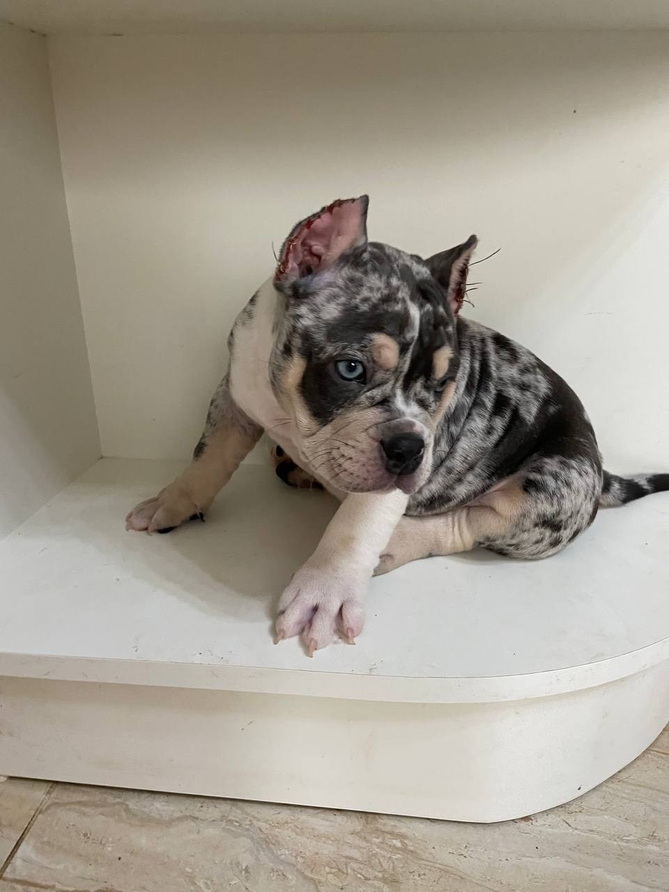 Свободные щенки Американский Булли, в типах покет, классик, стандарт. Американский Булли в г. Ростов-на-Дону. Питомник THE POWER OF SIBERIA