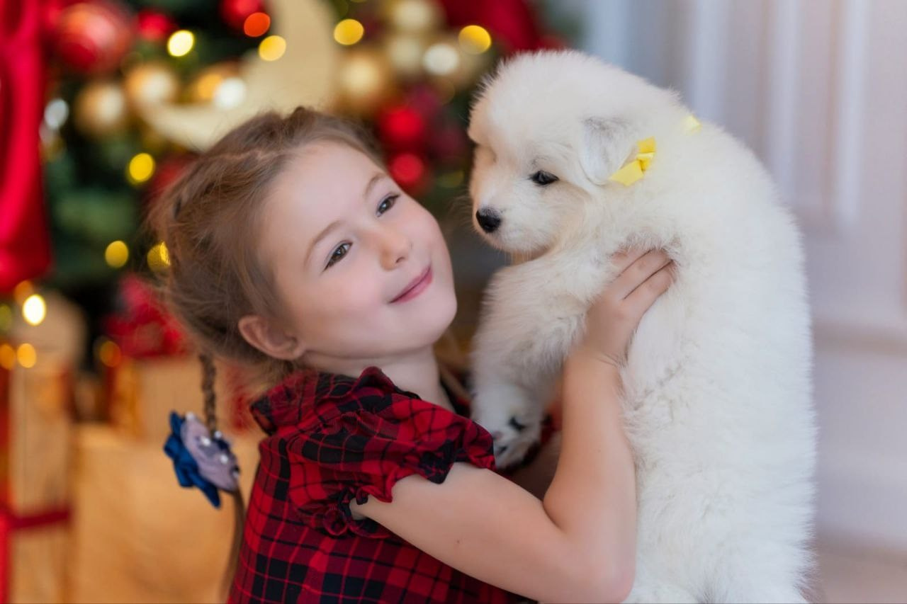 Идет запись на новогоднюю фотосессию с щеночками. Самоед Новосибирск