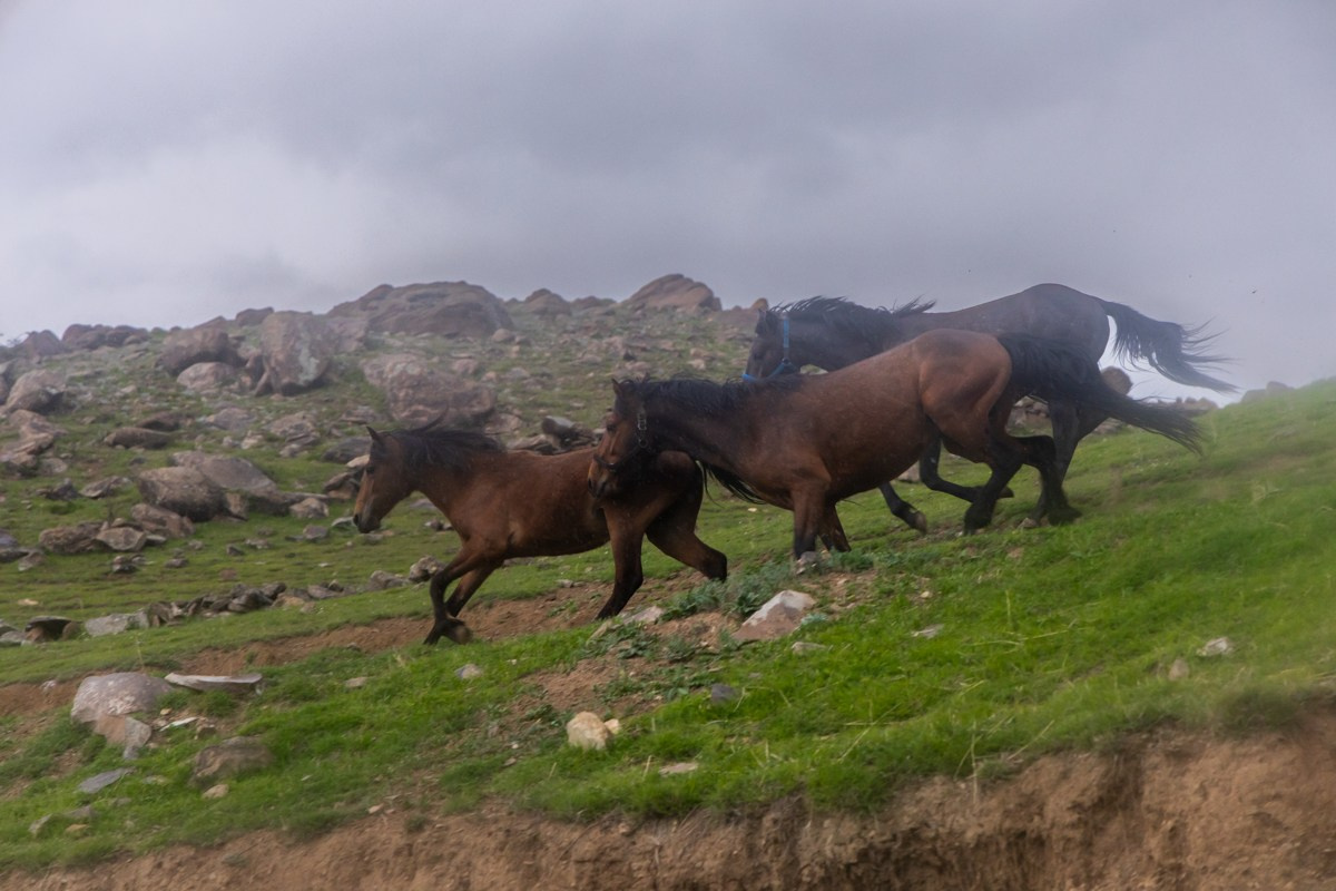 Животные. Photomantis