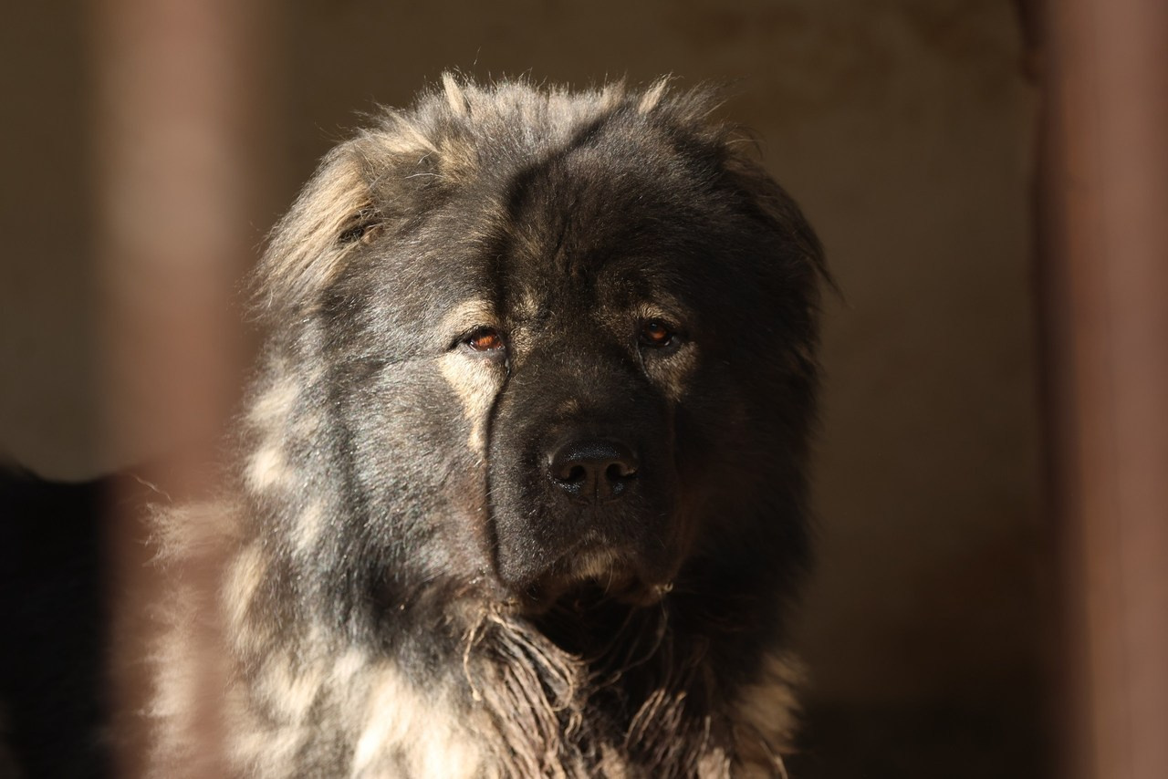 Фотограф Дмитров свадебный Видеограф Дубна Дмитров. Фотограф Дмитров, Ермолаев Сергей Свадебный Фотограф / Видеограф Дмитров, Москва, Дубна Фото Дмитров