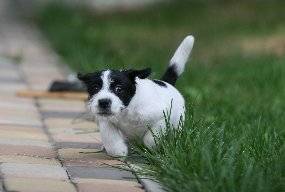 CANE MAESTRO RONDO. CANE MAESTRO — kennel Jack Russell Terrier