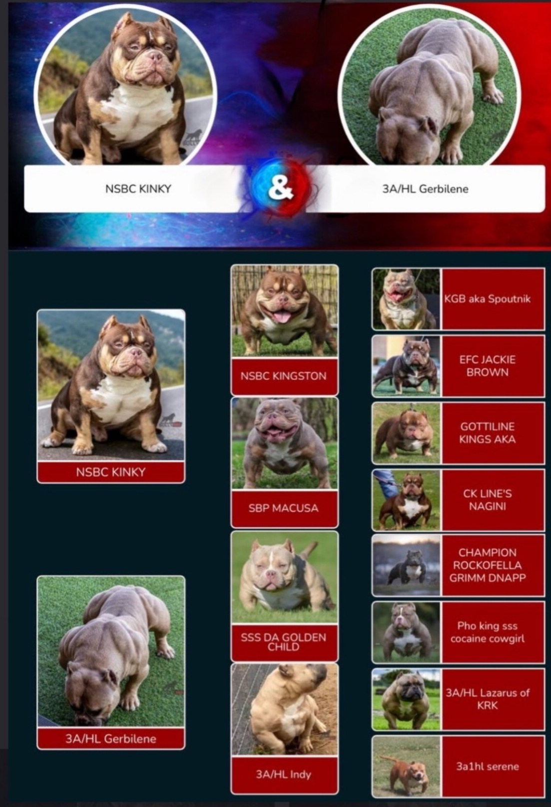 Купить Французского Бульдога Казань, Купить щенка Французского бульдога Казань, Питомник Французских Бульдогов Казань,  Питомник Французский Бульдог Казань, 