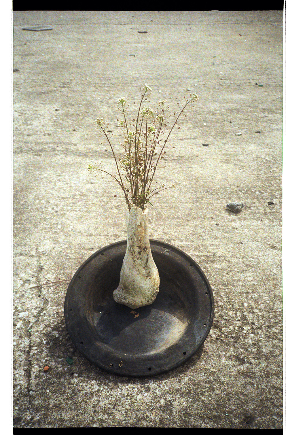 STILL LIFE' series. Nik Paustovskiy photography