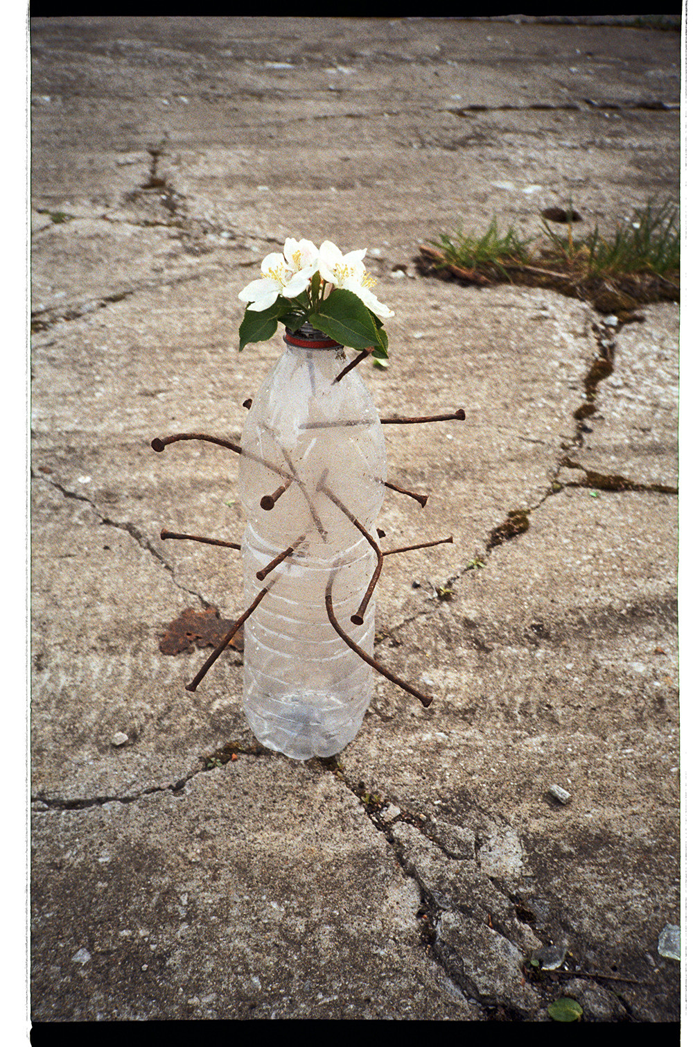 STILL LIFE' series. Nik Paustovskiy photography