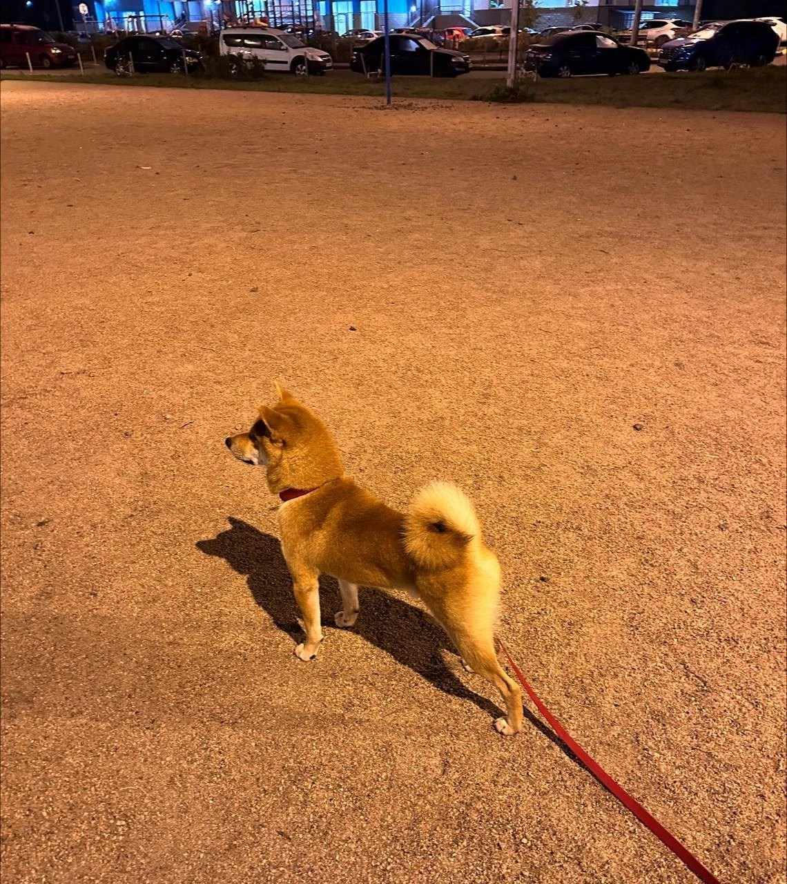 сиба питомник Рубилайт щенки на продажу rubylight  сиба щенки купить Шиба сиба-ину