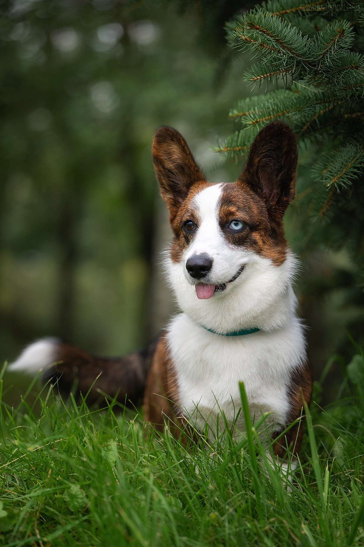 Фотограф-анималист. Фотограф собак в Москве и Московской области Иванушкина Мария