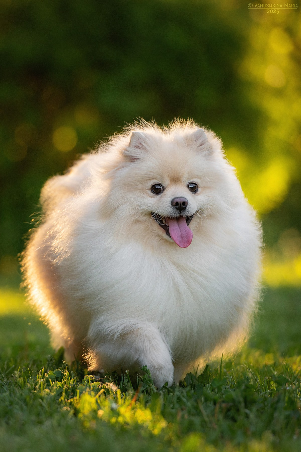 Фотограф-анималист. Фотограф собак в Москве и Московской области Иванушкина Мария