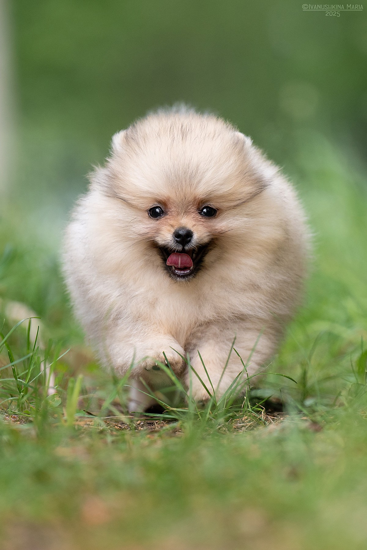 Фотосессия щенков на продажу. Фотограф собак в Москве и Московской области Иванушкина Мария