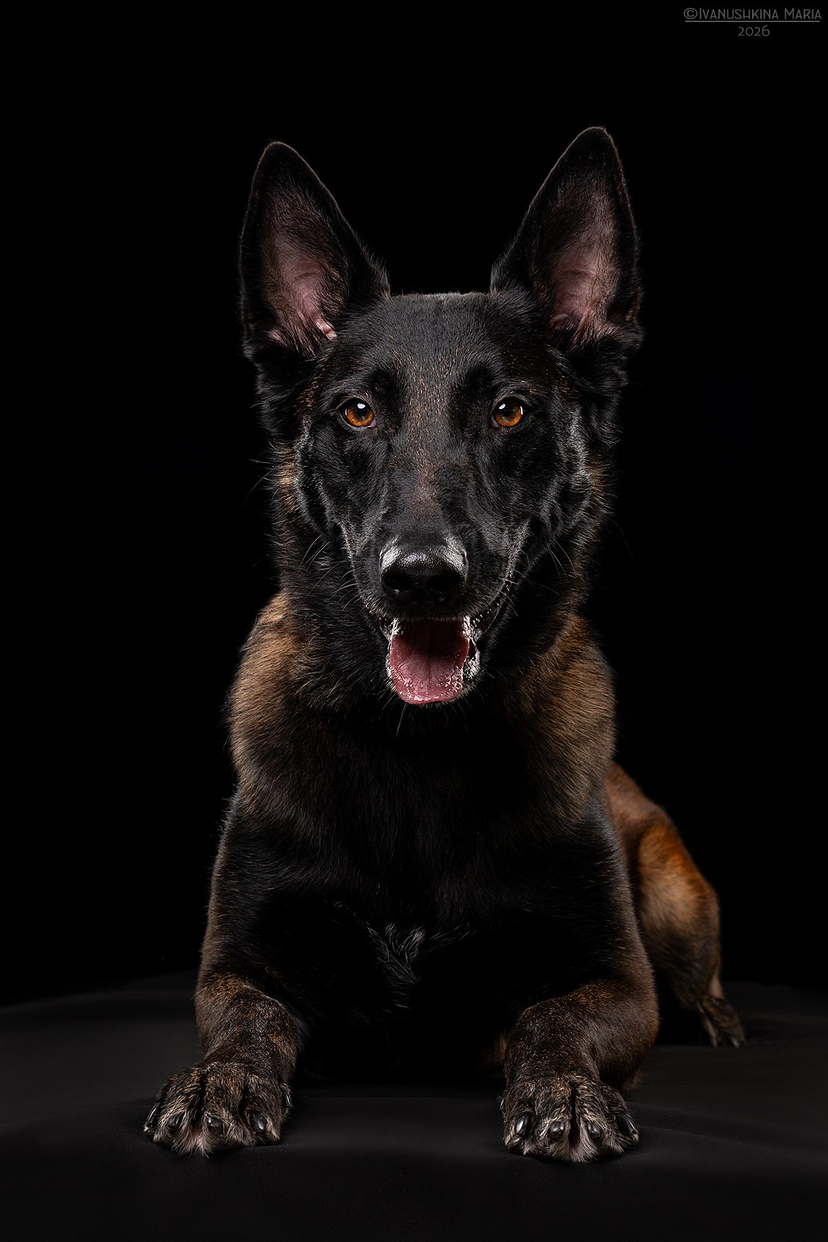 Фотосессия собаки в студии. Фотограф собак в Москве и Московской области Иванушкина Мария