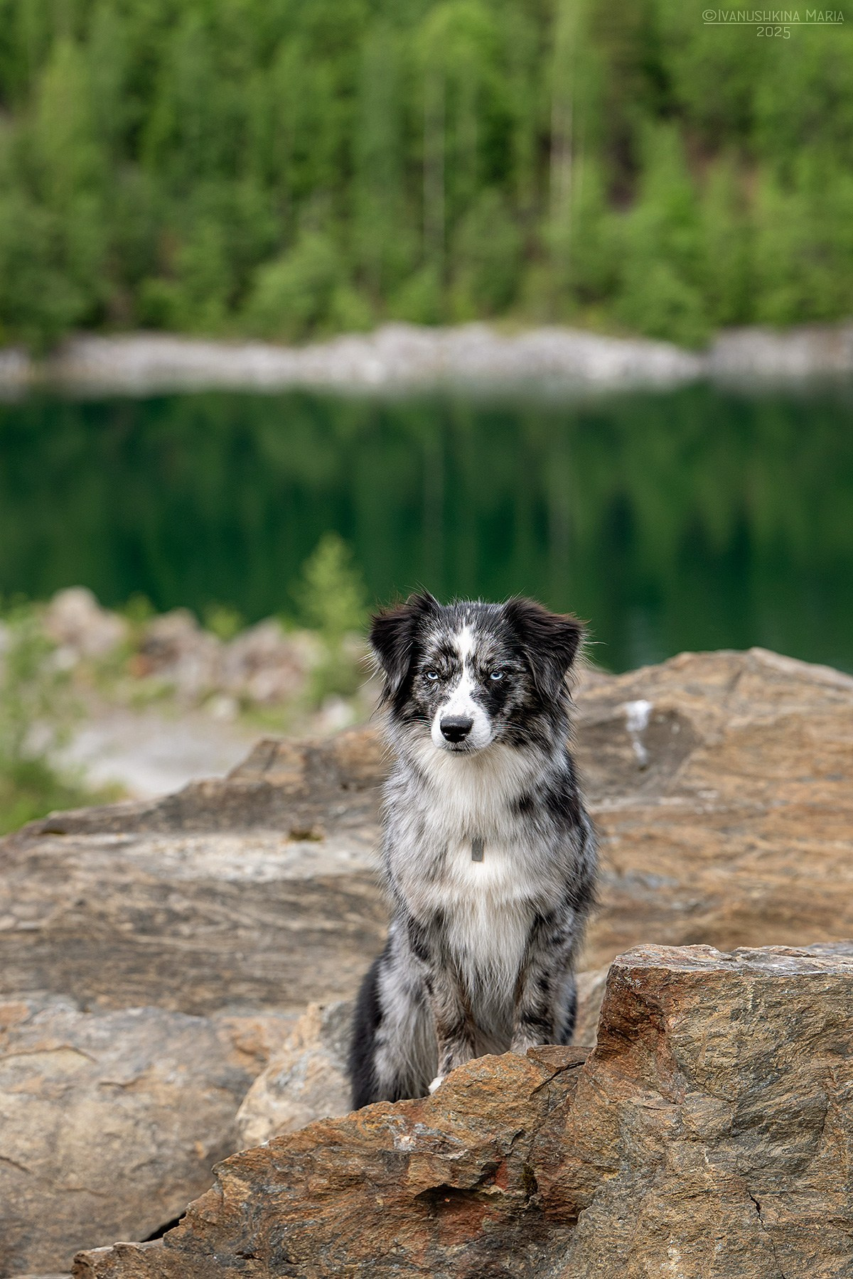 Фотограф-анималист. Фотограф собак в Москве и Московской области Иванушкина Мария