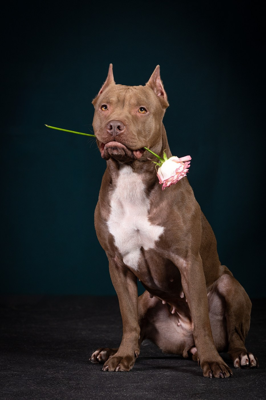 Небольшой отчёт о том, как прошли студиные фото дни. Фотограф-анималист Natalia Deingel | Фотосъемка собак в Москве