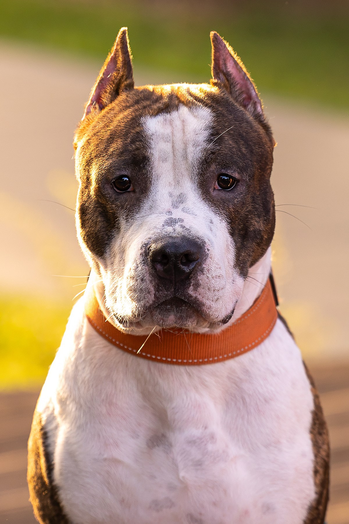 Амстафф Честер и его семья. Фотограф-анималист Natalia Deingel | Фотосъемка собак в Москве