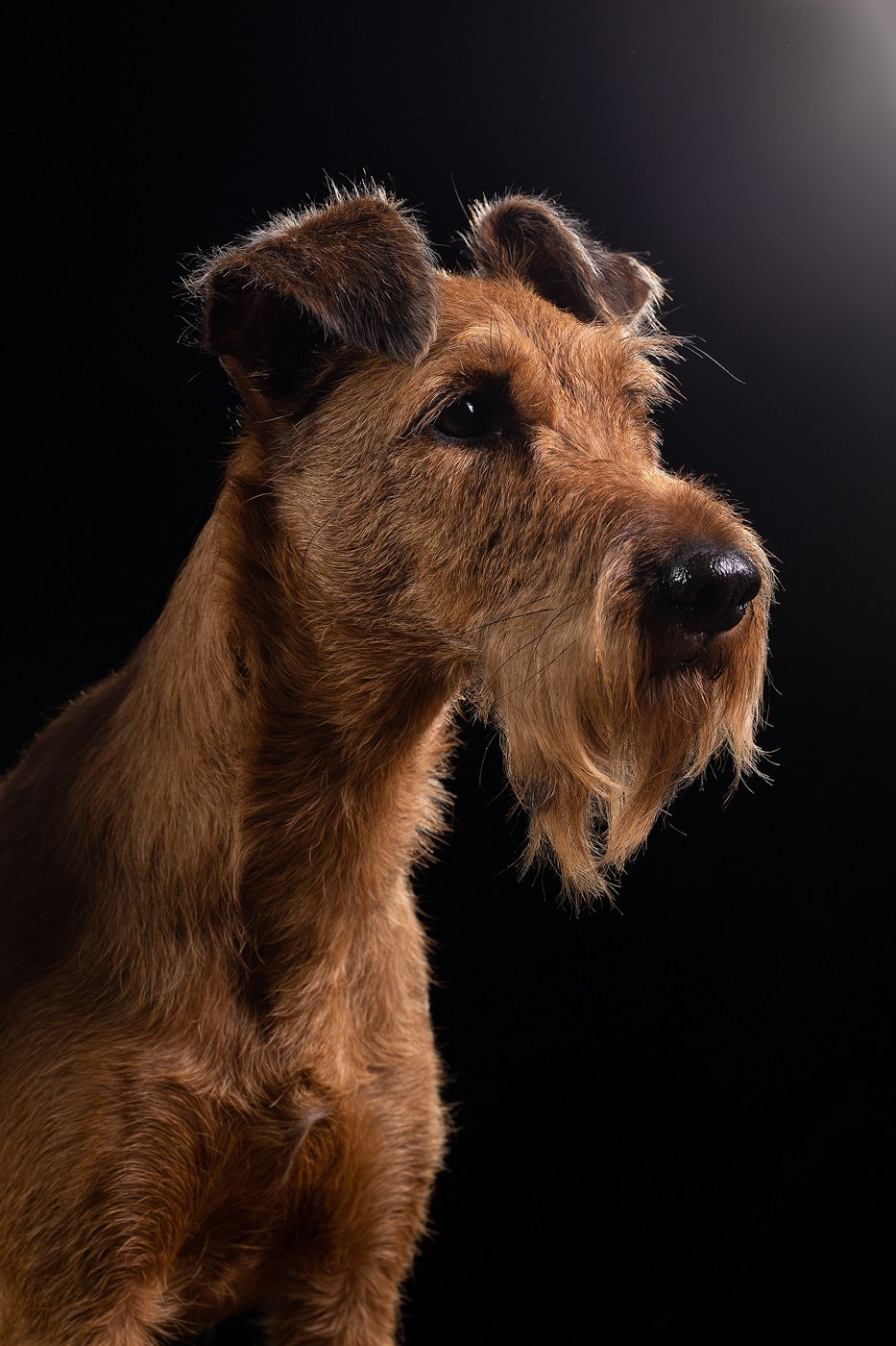 Небольшой отчёт о том, как прошли студиные фото дни. Фотограф-анималист Natalia Deingel | Фотосъемка собак в Москве