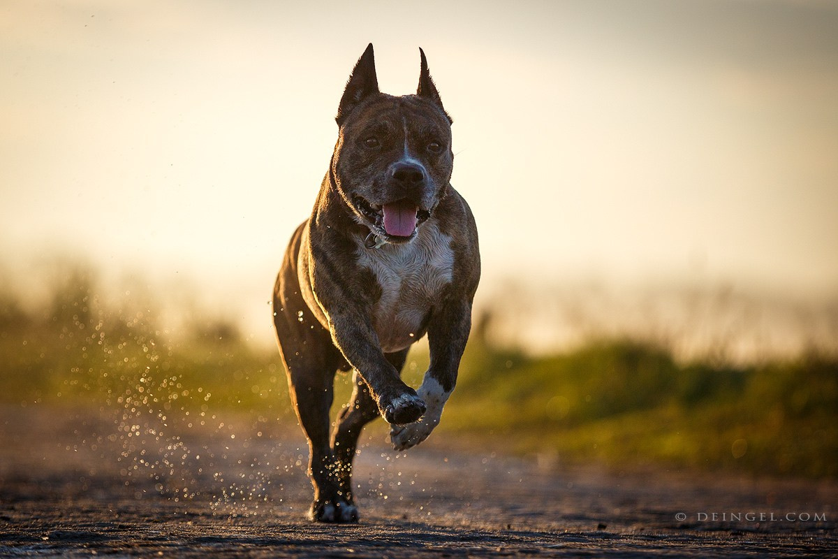 АСТ Федя, Пако и Ника. Фотограф-анималист Natalia Deingel | Фотосъемка собак в Москве