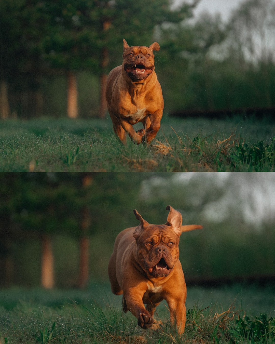 Оксана, Иван и Мандаринка. Фотограф анималист в Москве и Санкт-Петербурге Свиридова Анна