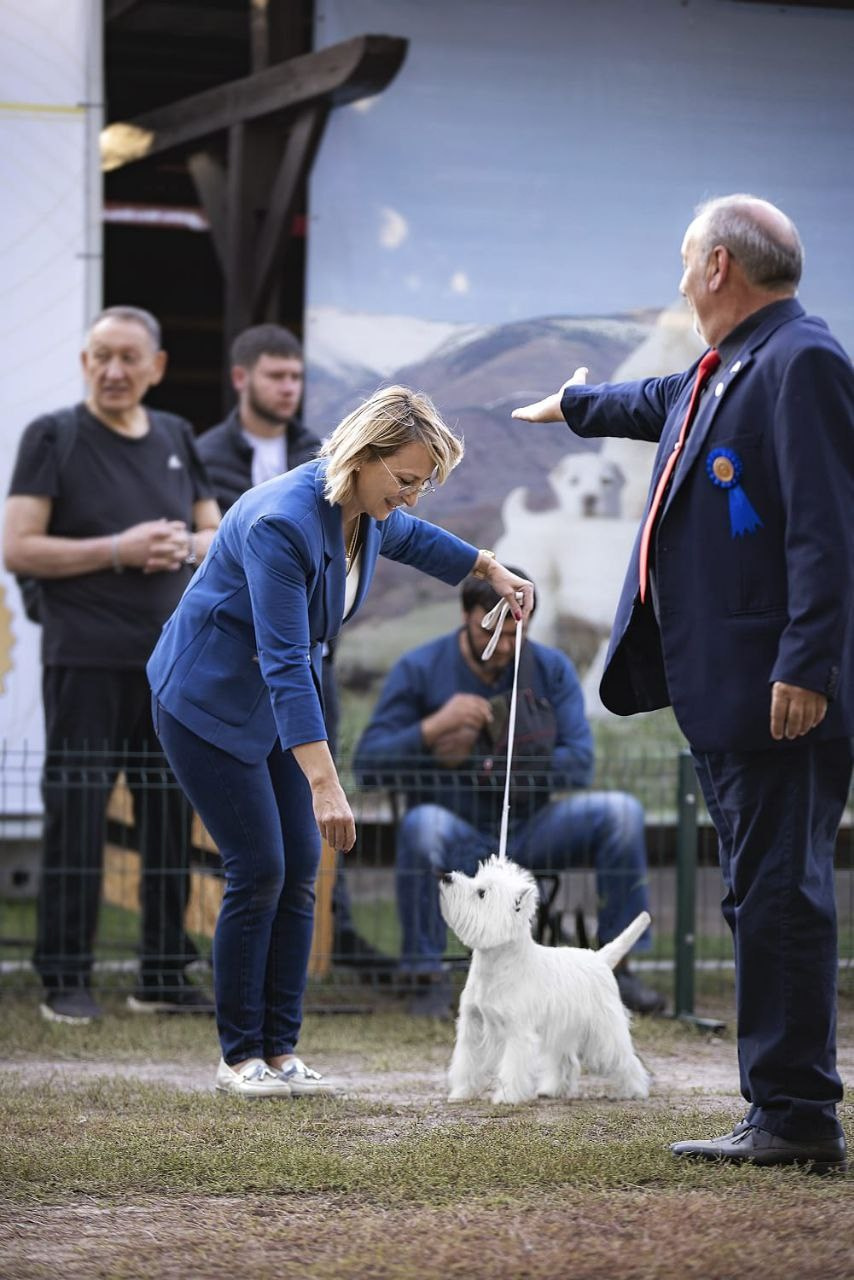 Три дня международных выставок в Бишкеке, Кыргызстан. Питомник собак породы вест хайленд вайт терьер в Москве