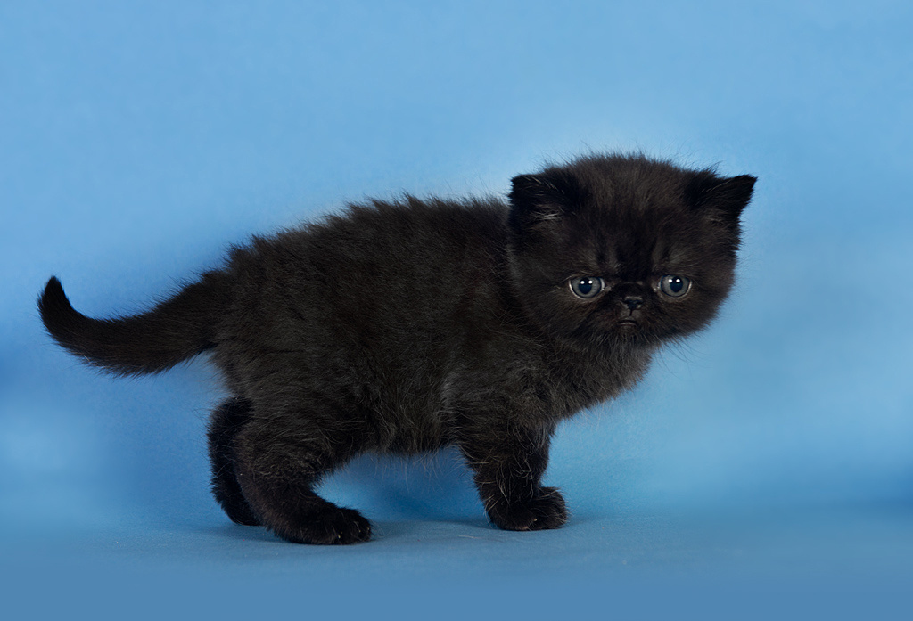 Экзоты. Фотограф-анималист Наталья Светличная