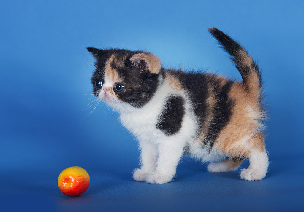 Экзоты. Фотограф-анималист Наталья Светличная