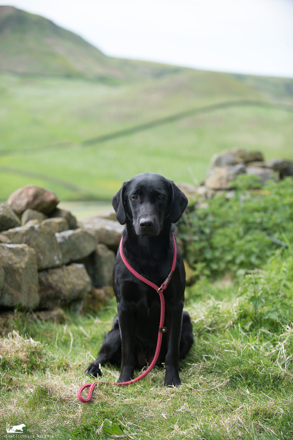Тренинг с Филиппой Вильямс (Англия, 2018). Фотограф-анималист Наталья Светличная