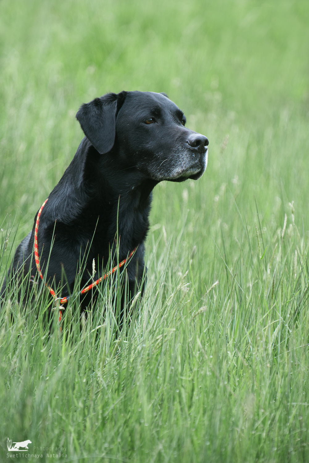 Skinner's 2018. Фотограф-анималист Наталья Светличная