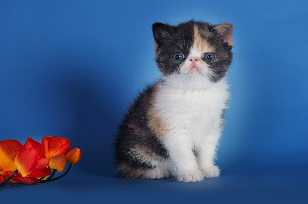 Экзоты. Фотограф-анималист Наталья Светличная