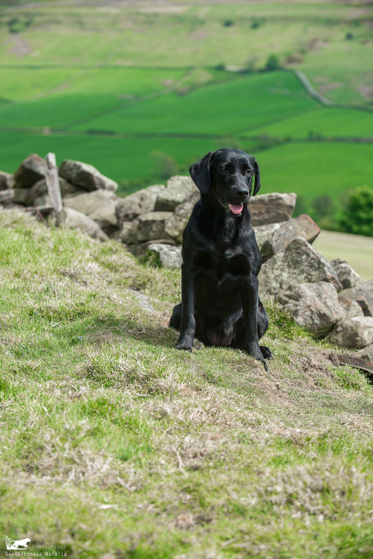 Тренинг с Филиппой Вильямс (Англия, 2018). Фотограф-анималист Наталья Светличная