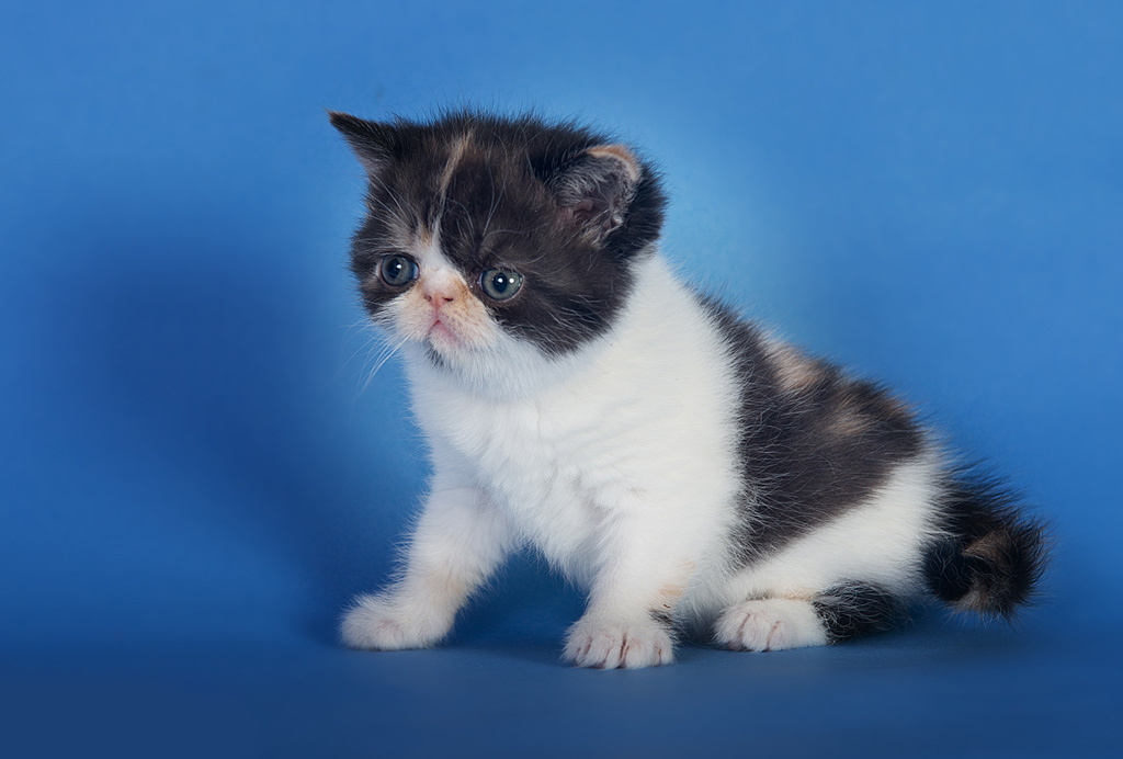 Экзоты. Фотограф-анималист Наталья Светличная