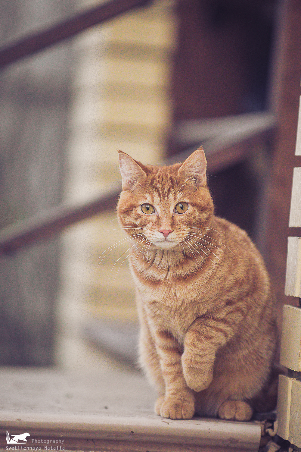 Курильский бобтейл Тильда. Фотограф-анималист Наталья Светличная