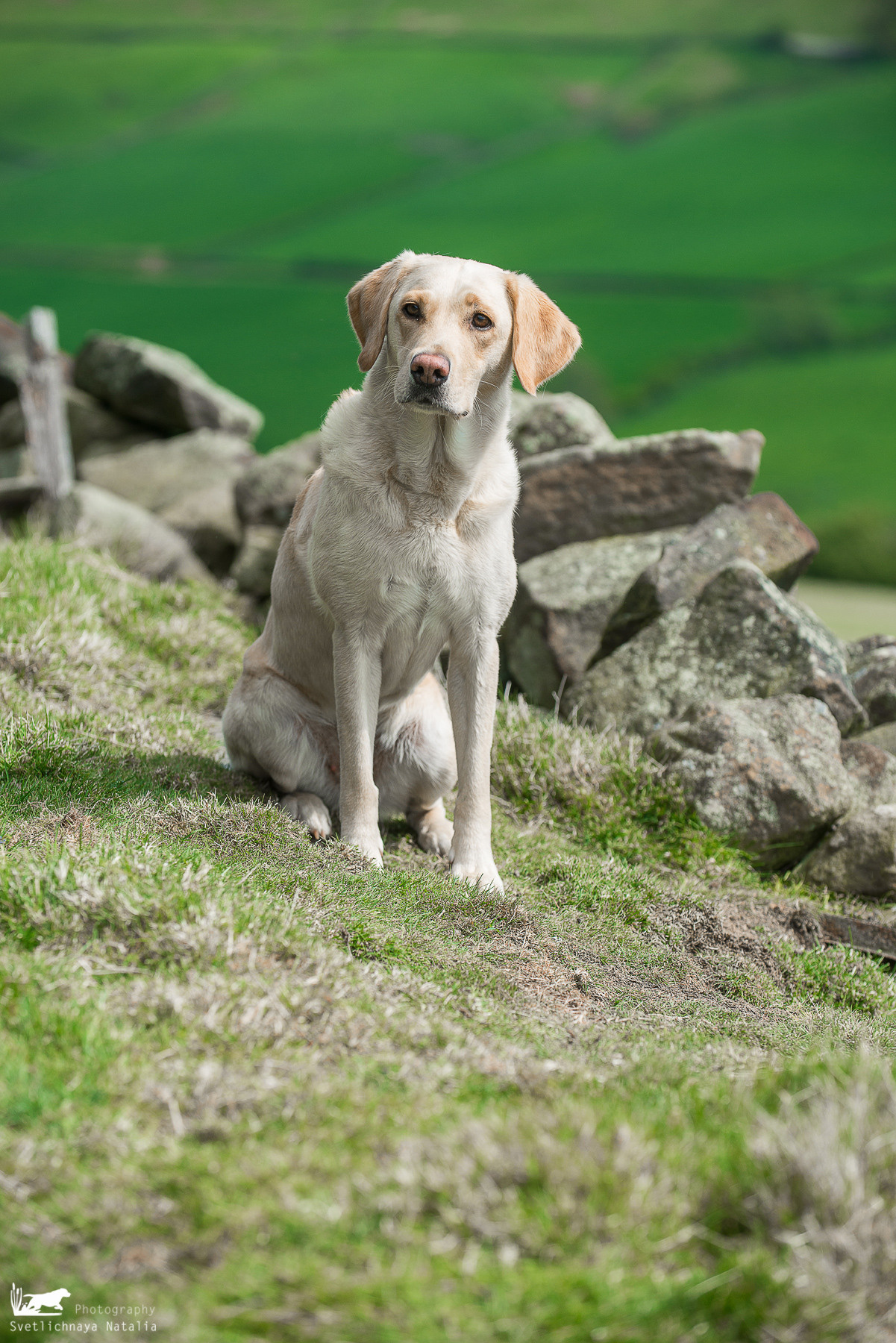 Тренинг с Филиппой Вильямс (Англия, 2018). Фотограф-анималист Наталья Светличная
