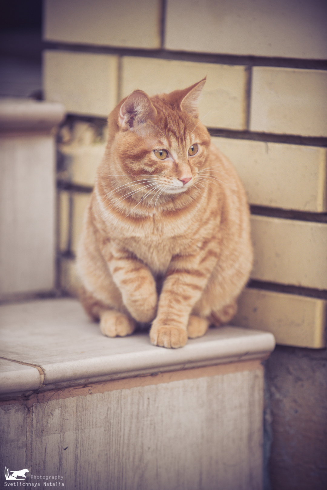 Курильский бобтейл Тильда. Фотограф-анималист Наталья Светличная