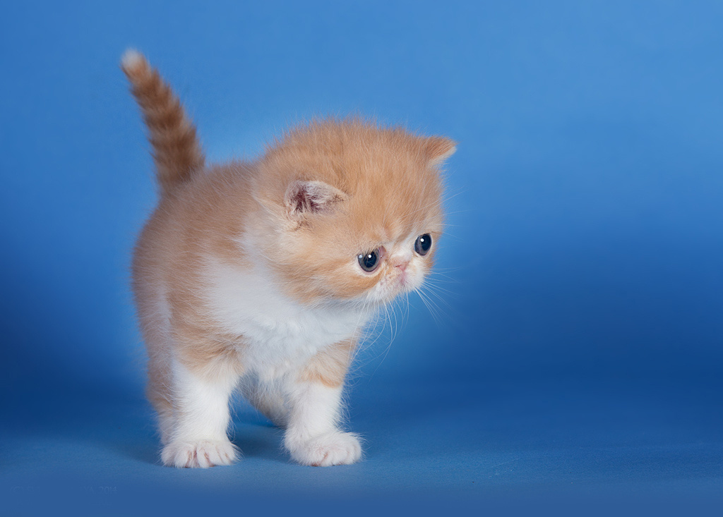 Экзоты. Фотограф-анималист Наталья Светличная