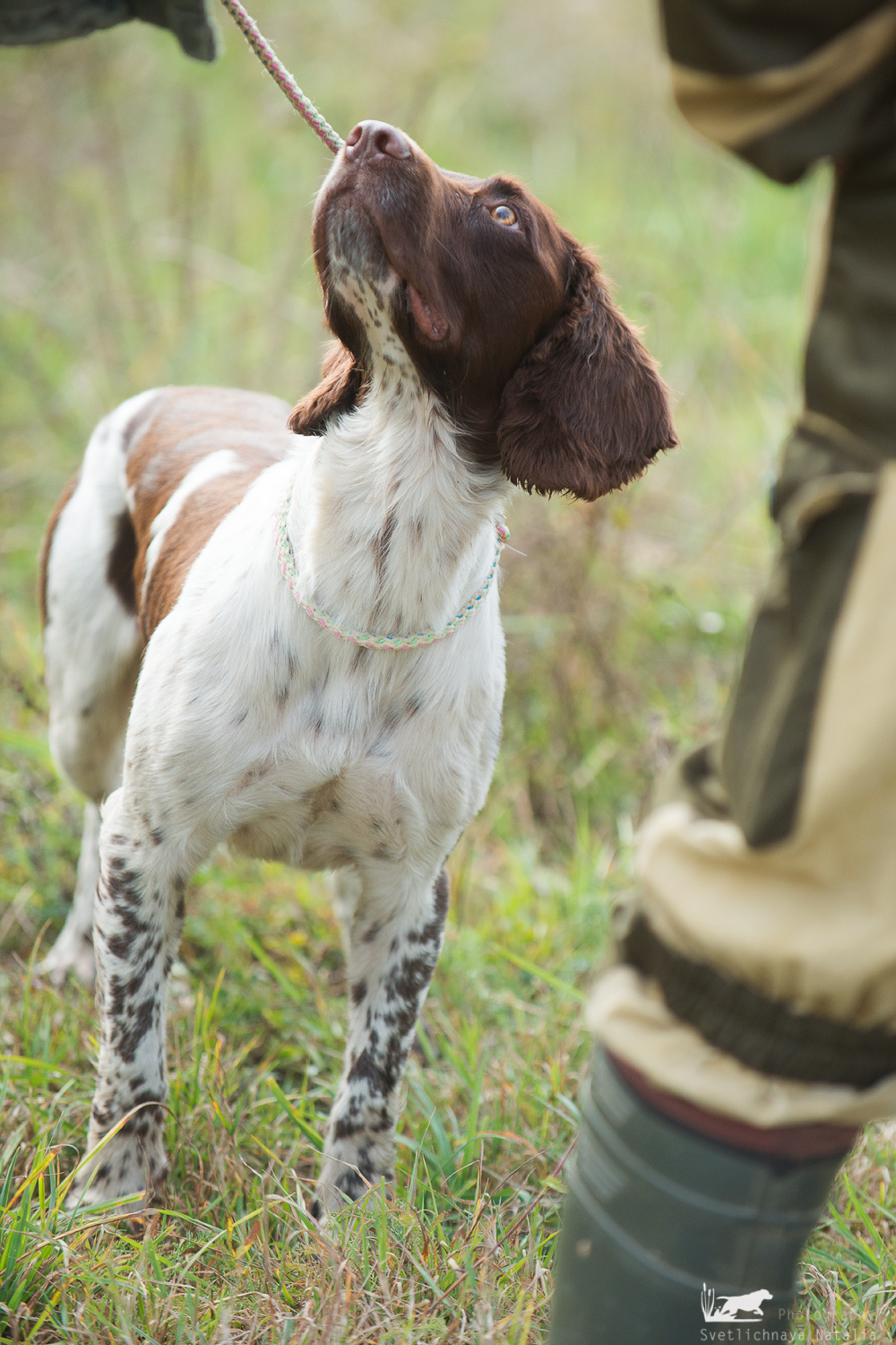 Field trial, 2018. Фотограф-анималист Наталья Светличная