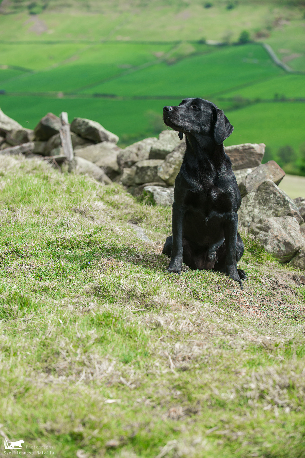 Тренинг с Филиппой Вильямс (Англия, 2018). Фотограф-анималист Наталья Светличная