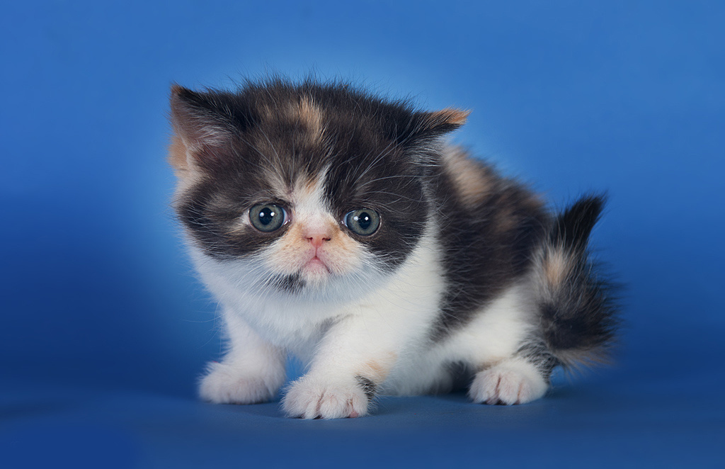 Экзоты. Фотограф-анималист Наталья Светличная