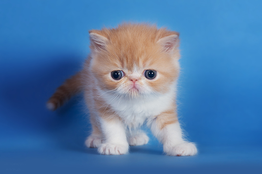 Экзоты. Фотограф-анималист Наталья Светличная