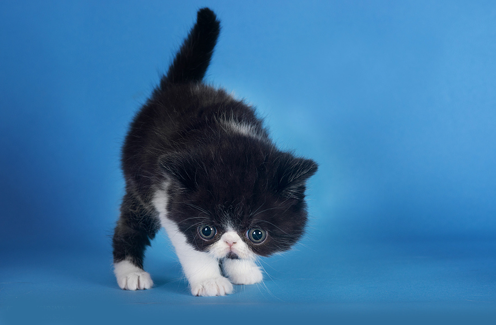 Экзоты. Фотограф-анималист Наталья Светличная