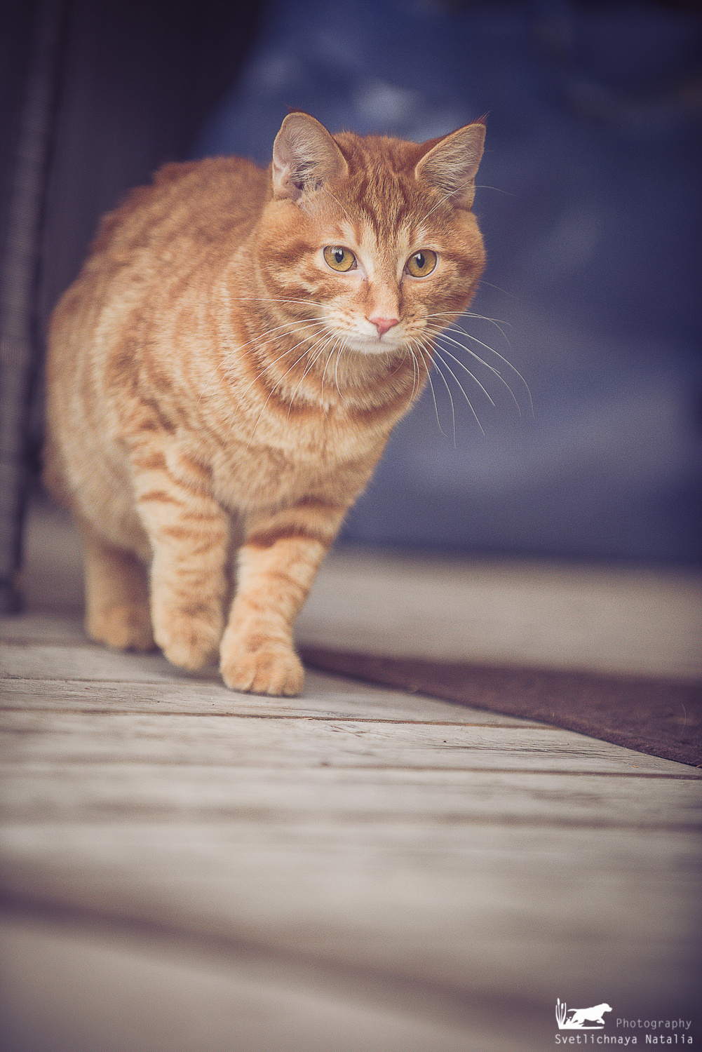 Курильский бобтейл Тильда. Фотограф-анималист Наталья Светличная