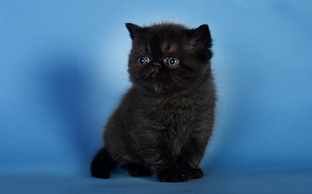 Экзоты. Фотограф-анималист Наталья Светличная