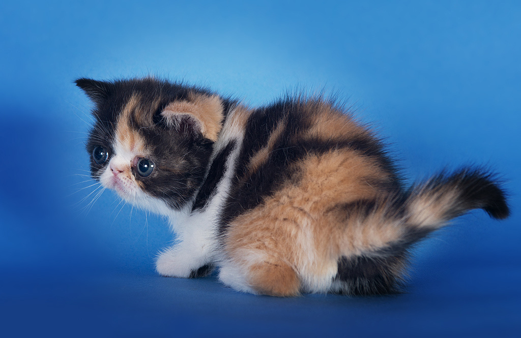 Экзоты. Фотограф-анималист Наталья Светличная