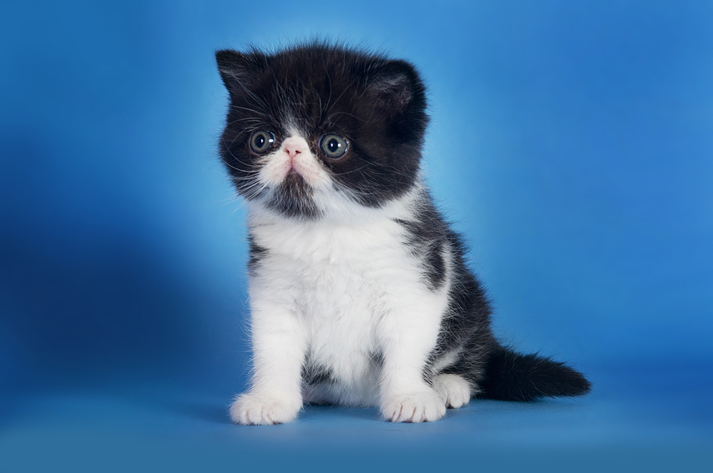 Экзоты. Фотограф-анималист Наталья Светличная