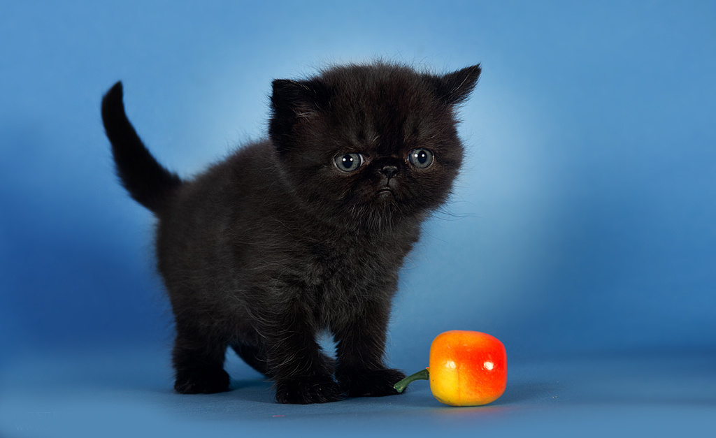 Экзоты. Фотограф-анималист Наталья Светличная